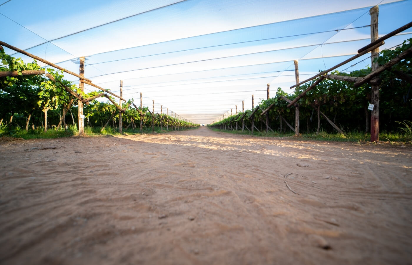 VDC-Raisins-Gallery10 vdc raisins | organic | conventional | proudly south African | agricultural | green kalahari | upington | northern cape | export | procsesing | Dried on the vine | dov | raisin production | grape | vineyard | farming | quality | Orange River | Van der Colff | Vine fruit | Grower-packer |