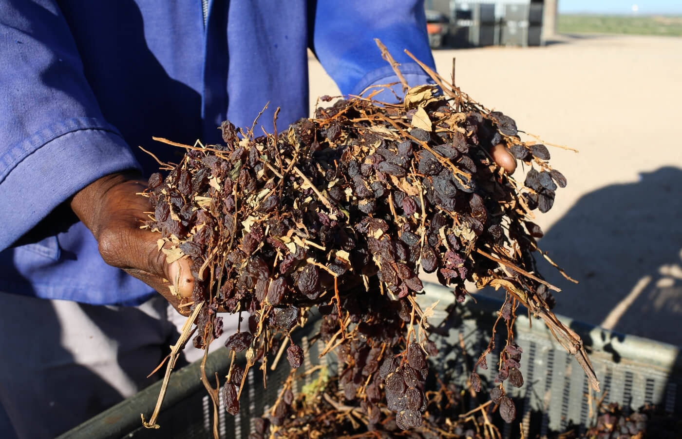 vdc raisins | organic | conventional | proudly south African | agricultural | green kalahari | upington | northern cape | export | procsesing | Dried on the vine | dov | raisin production | grape | vineyard | farming | quality | Orange River | Van der Colff | Vine fruit | Grower-packer |