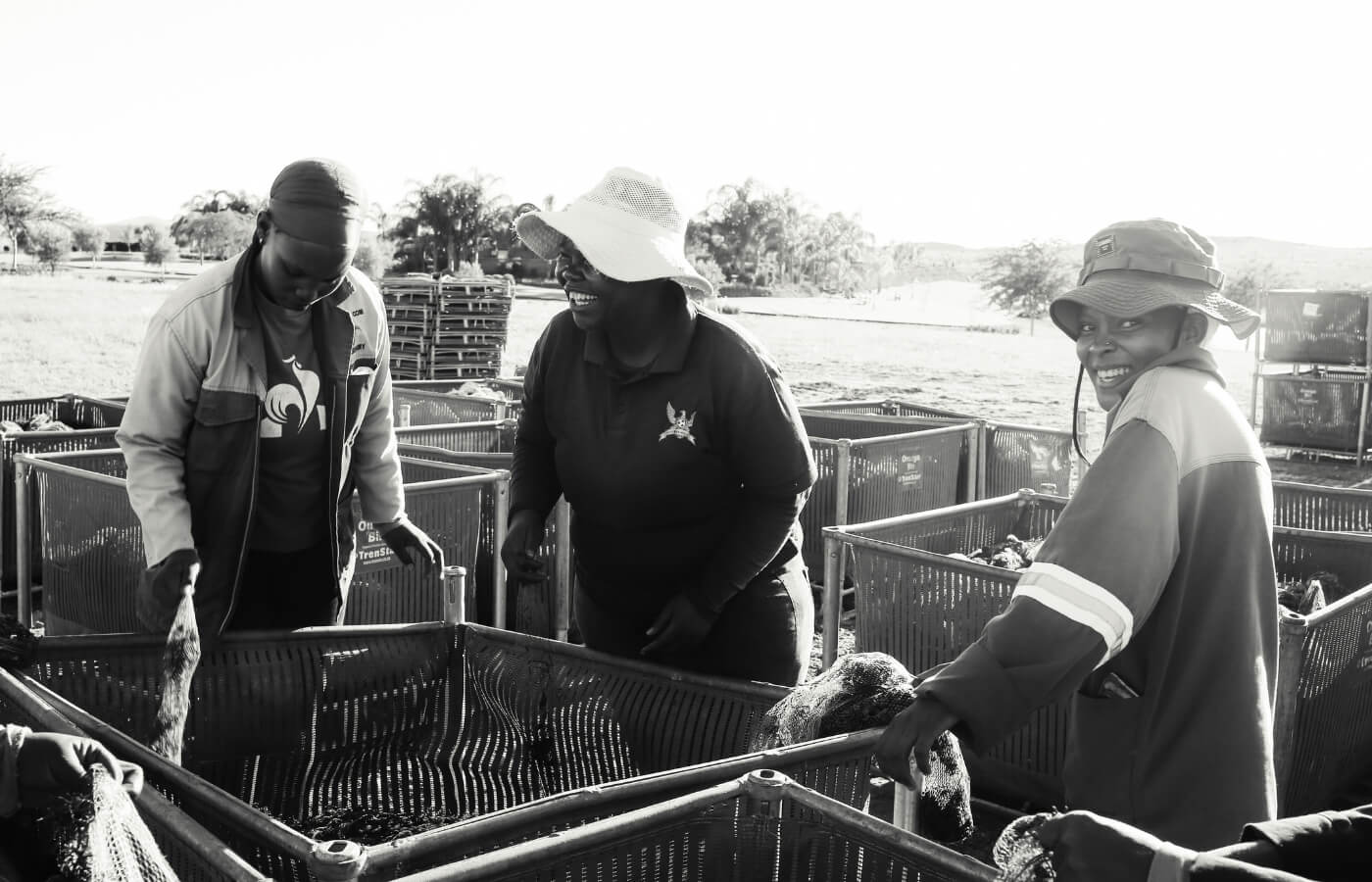 vdc raisins | organic | conventional | proudly south African | agricultural | green kalahari | upington | northern cape | export | procsesing | Dried on the vine | dov | raisin production | grape | vineyard | farming | quality | Orange River | Van der Colff | Vine fruit | Grower-packer |