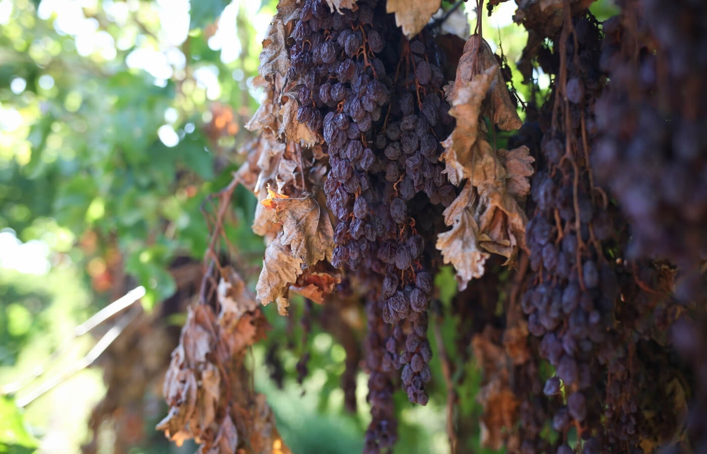 vdc raisins | organic | conventional | proudly south African | agricultural | green kalahari | upington | northern cape | export | procsesing | Dried on the vine | dov | raisin production | grape | vineyard | farming | quality | Orange River | Van der Colff | Vine fruit | Grower-packer |