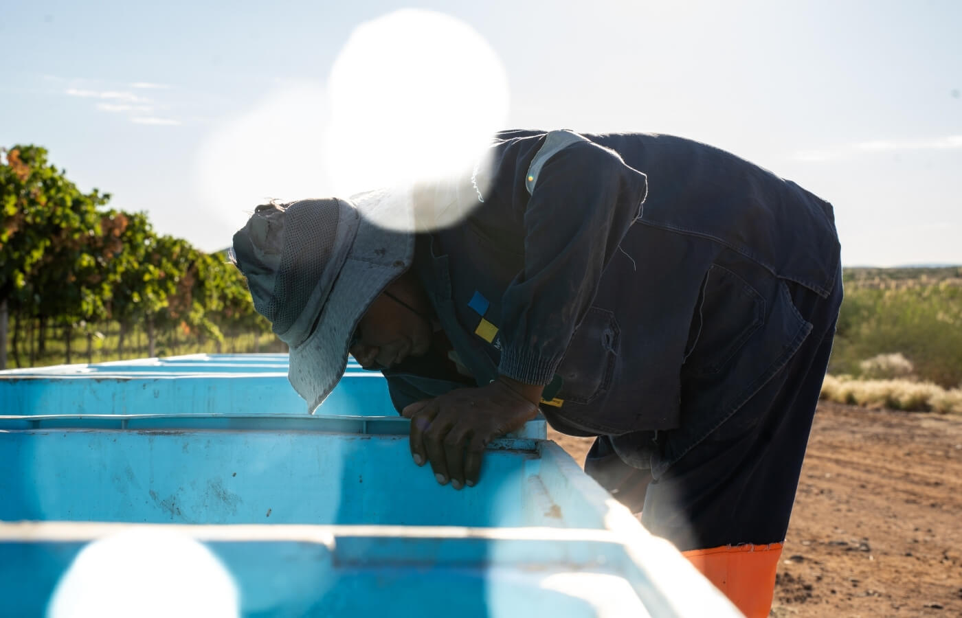 vdc raisins | organic | conventional | proudly south African | agricultural | green kalahari | upington | northern cape | export | procsesing | Dried on the vine | dov | raisin production | grape | vineyard | farming | quality | Orange River | Van der Colff | Vine fruit | Grower-packer |