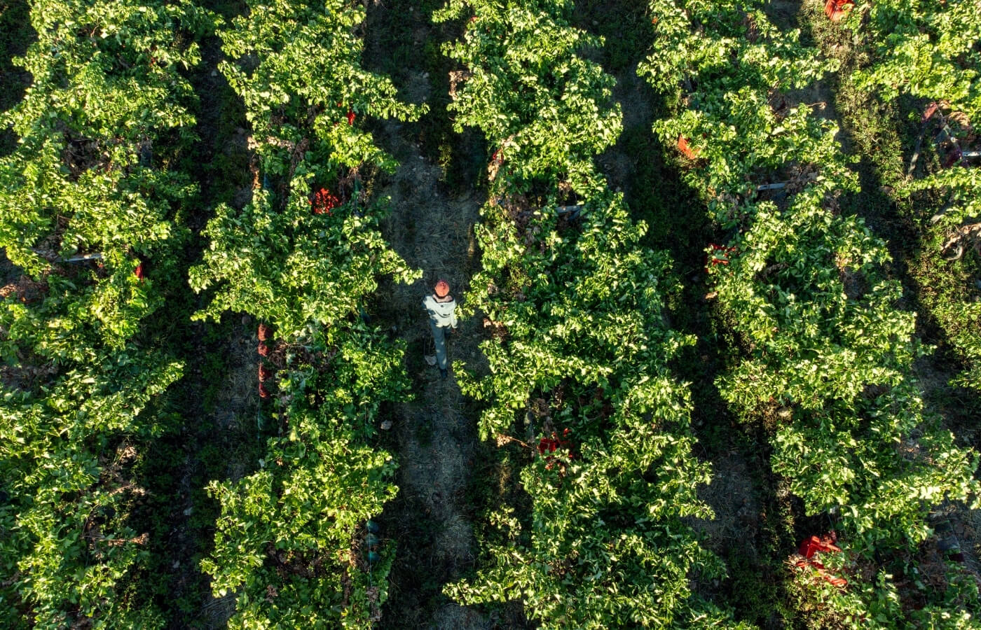 vdc raisins | organic | conventional | proudly south African | agricultural | green kalahari | upington | northern cape | export | procsesing | Dried on the vine | dov | raisin production | grape | vineyard | farming | quality | Orange River | Van der Colff | Vine fruit | Grower-packer |