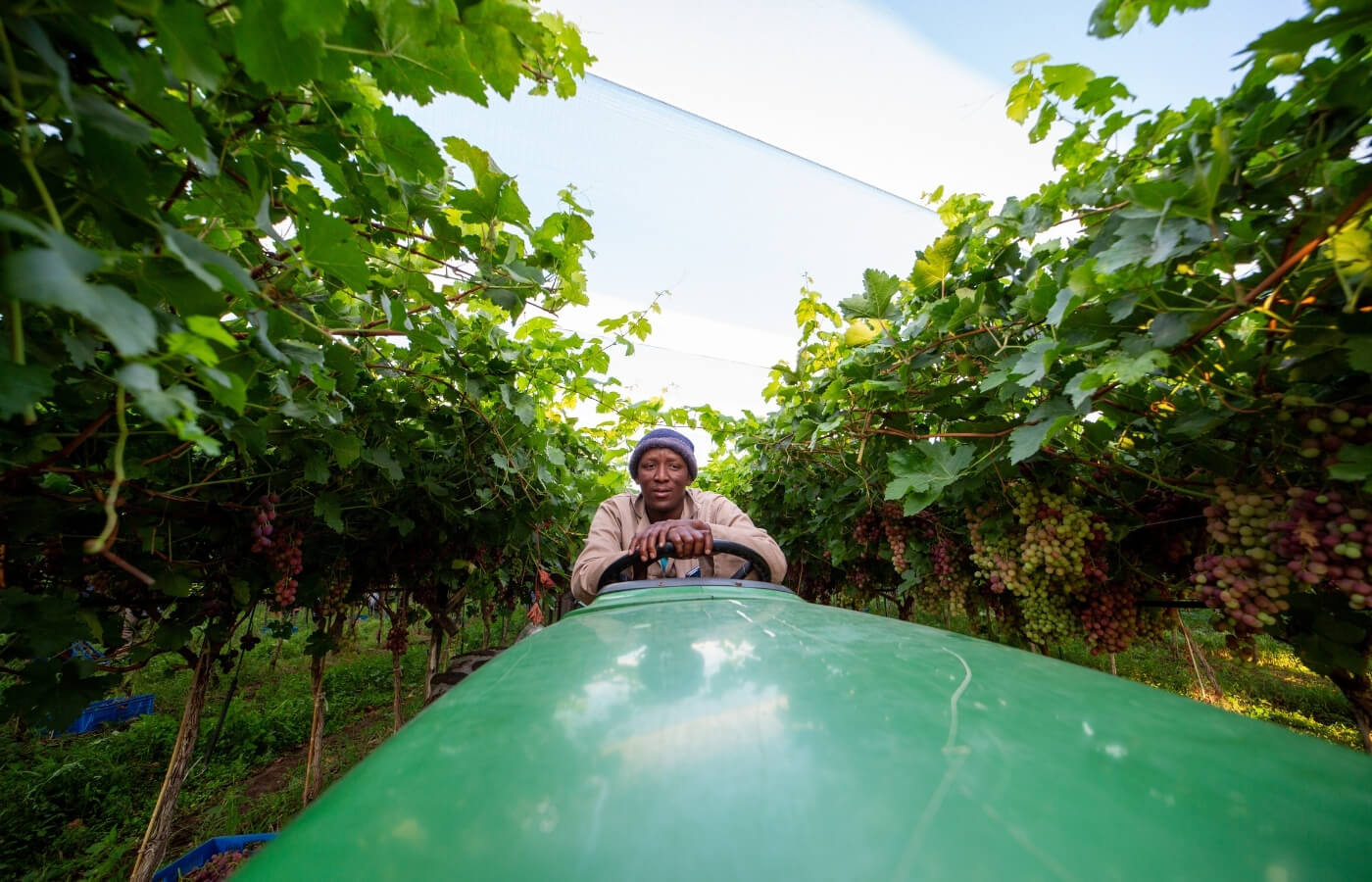 vdc raisins | organic | conventional | proudly south African | agricultural | green kalahari | upington | northern cape | export | procsesing | Dried on the vine | dov | raisin production | grape | vineyard | farming | quality | Orange River | Van der Colff | Vine fruit | Grower-packer |