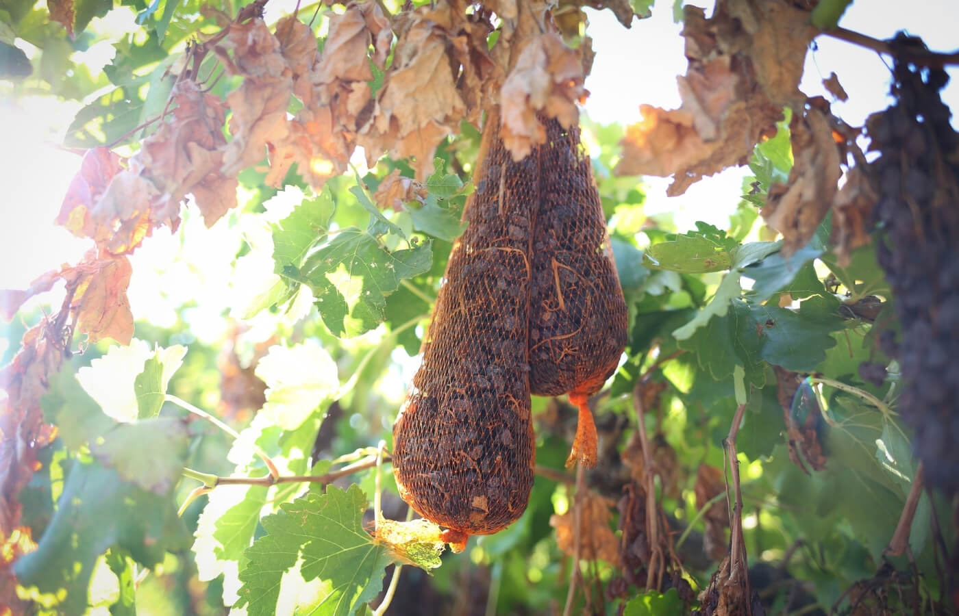VDC-Raisins-Gallery3 vdc raisins | organic | conventional | proudly south African | agricultural | green kalahari | upington | northern cape | export | procsesing | Dried on the vine | dov | raisin production | grape | vineyard | farming | quality | Orange River | Van der Colff | Vine fruit | Grower-packer |