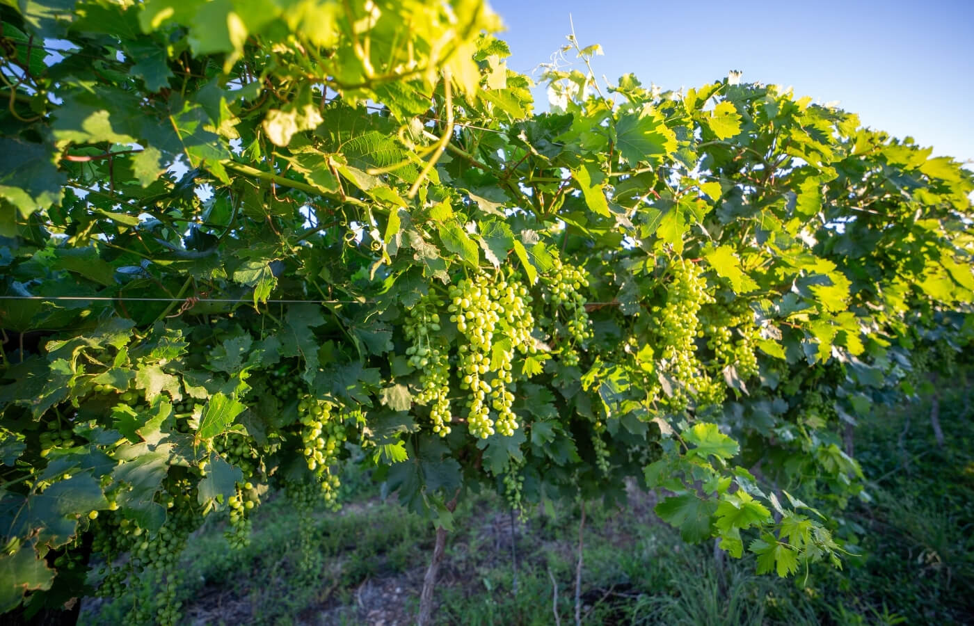 VDC-Raisins-Gallery5 vdc raisins | organic | conventional | proudly south African | agricultural | green kalahari | upington | northern cape | export | procsesing | Dried on the vine | dov | raisin production | grape | vineyard | farming | quality | Orange River | Van der Colff | Vine fruit | Grower-packer |