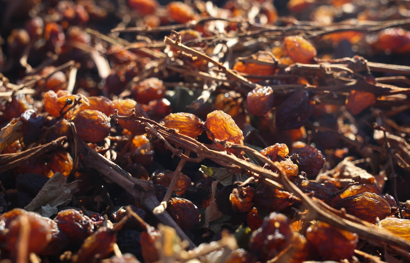 VDC-Raisins-Gallery7 vdc raisins | organic | conventional | proudly south African | agricultural | green kalahari | upington | northern cape | export | procsesing | Dried on the vine | dov | raisin production | grape | vineyard | farming | quality | Orange River | Van der Colff | Vine fruit | Grower-packer |