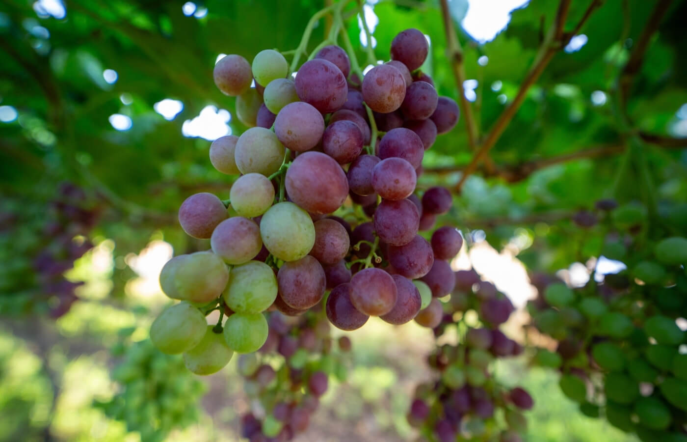 VDC-Raisins-Gallery9 vdc raisins | organic | conventional | proudly south African | agricultural | green kalahari | upington | northern cape | export | procsesing | Dried on the vine | dov | raisin production | grape | vineyard | farming | quality | Orange River | Van der Colff | Vine fruit | Grower-packer |