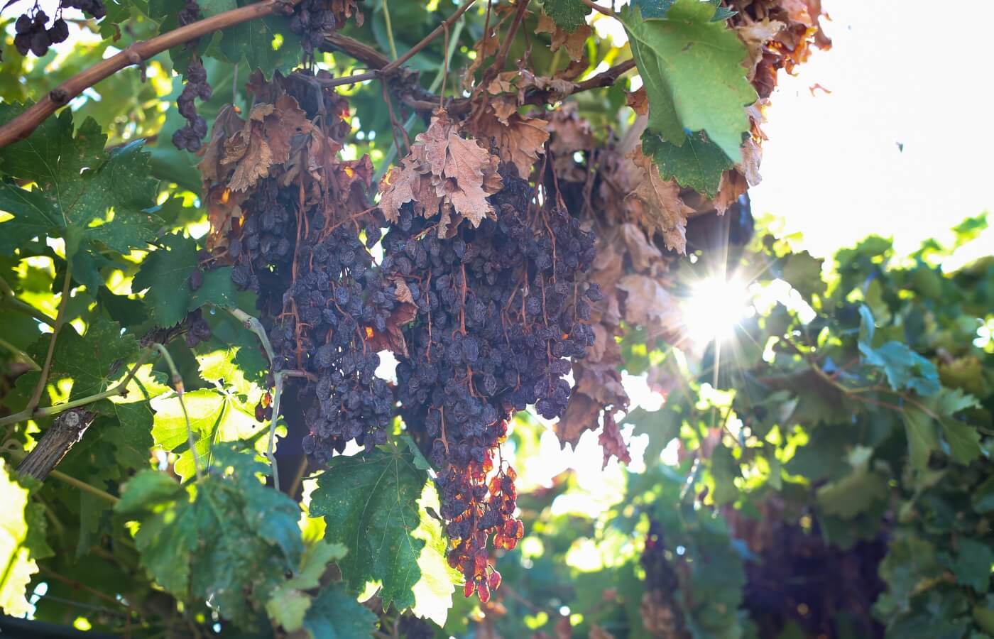 vdc raisins | organic | conventional | proudly south African | agricultural | green kalahari | upington | northern cape | export | procsesing | Dried on the vine | dov | raisin production | grape | vineyard | farming | quality | Orange River | Van der Colff | Vine fruit | Grower-packer |