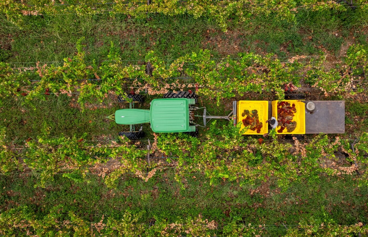 vdc raisins | organic | conventional | proudly south African | agricultural | green kalahari | upington | northern cape | export | procsesing | Dried on the vine | dov | raisin production | grape | vineyard | farming | quality | Orange River | Van der Colff | Vine fruit | Grower-packer |