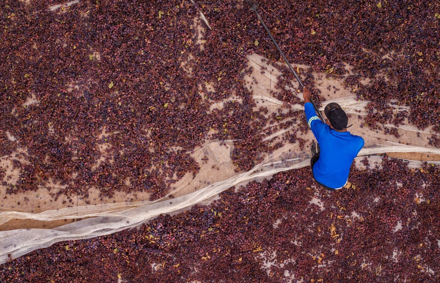 VDC-Raisins-Gallery008 vdc raisins | organic | conventional | proudly south African | agricultural | green kalahari | upington | northern cape | export | procsesing | Dried on the vine | dov | raisin production | grape | vineyard | farming | quality | Orange River | Van der Colff | Vine fruit | Grower-packer |
