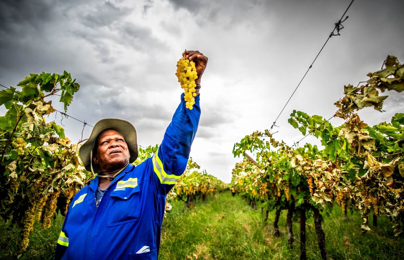 VDC-Raisins-Gallery009 vdc raisins | organic | conventional | proudly south African | agricultural | green kalahari | upington | northern cape | export | procsesing | Dried on the vine | dov | raisin production | grape | vineyard | farming | quality | Orange River | Van der Colff | Vine fruit | Grower-packer |